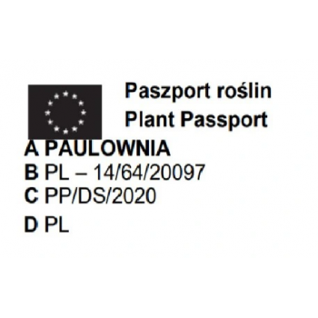 PAULOWNIA PUSZYSTA drzewko szczęścia - sadzonki 90 / 120 cm